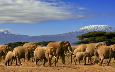 5 Days 4 Nights Amboseli – Lake Nakuru – Masai Mara