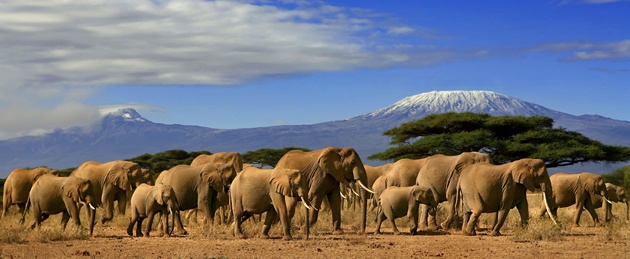 5 Days 4 Nights Amboseli – Lake Nakuru – Masai Mara