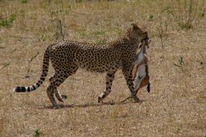 7 Days Kenya Luxury Safari