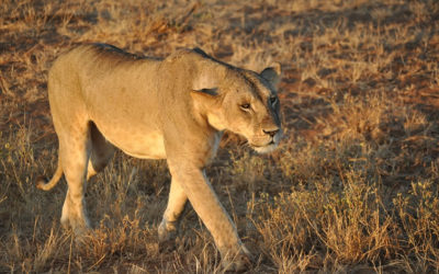 1 Day Tsavo East National Park Safari – Kenya Safari