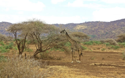 12 Days 11 Nights: Kenya & Tanzania Combined