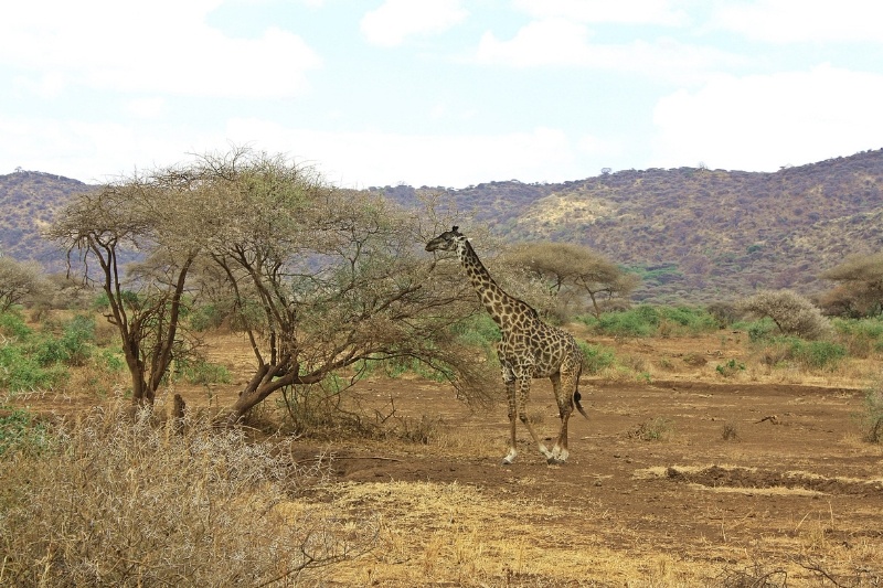 12 Days 11 Nights: Kenya & Tanzania Combined