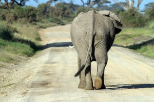 Africa Safari Amboseli