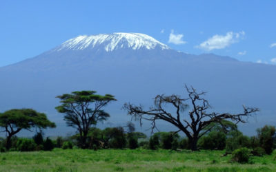 5 Days Amboseli  – Saltlick – Ngutuni – Kenya Safari Package