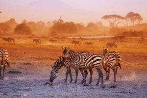 9 Days Kenya Luxury Safari