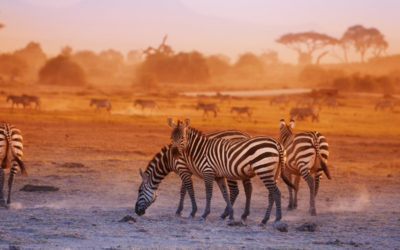 9 Days Kenya Luxury Safari