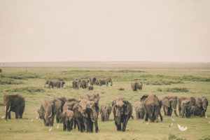 4 Days Tsavo & Amboseli Safari