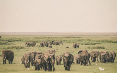 4 Days 3 Nights Tsavo East – Tsavo West – Amboseli National Park