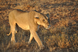 3 Days Tsavo East Safari