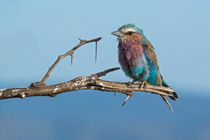 Kenya Safaris Mara