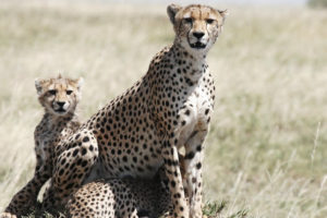 3 Day masai mara air safari