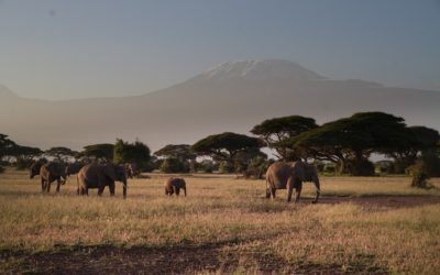 3 Days 2 Nights Amboseli National Park – Kenya Safari Package