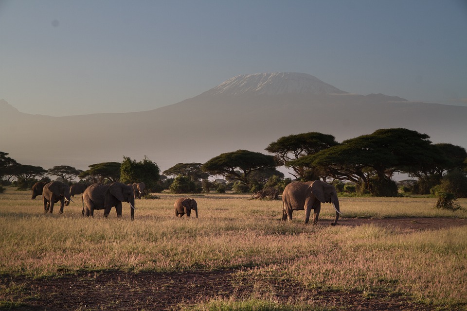 3 Days Amboseli Safari