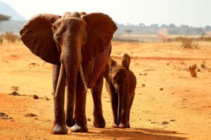 Amboseli, Tsavo Safaris