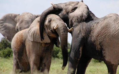 2 Days Amboseli National Park Safari