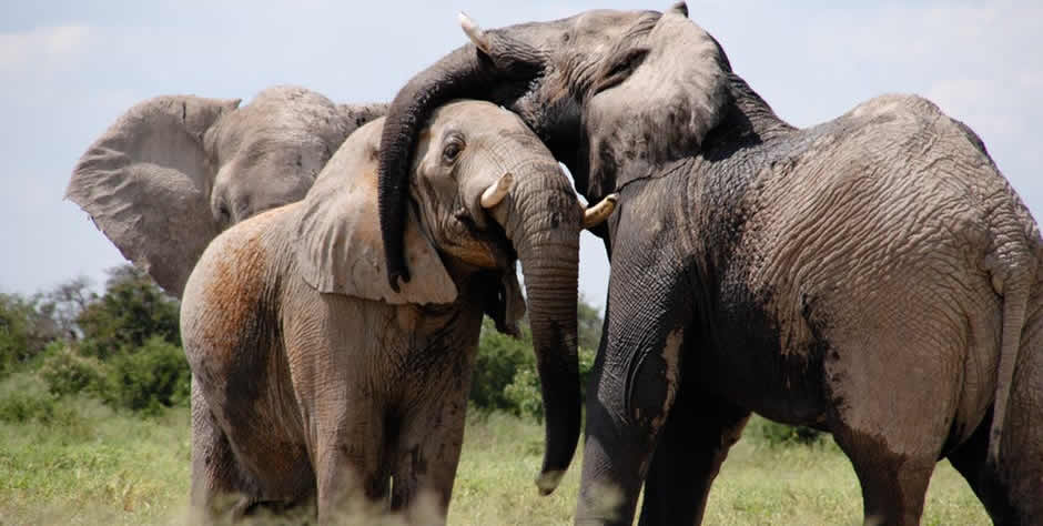 2 Days Amboseli Safari