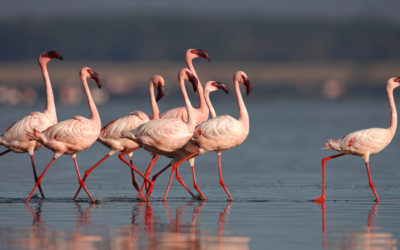 4 Days 3 Nights Lake Nakuru – Maasai Mara