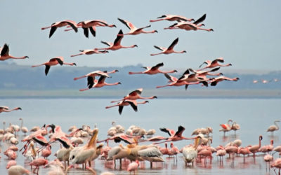 3 Days 2 Nights Lake Nakuru National Park and Naivasha