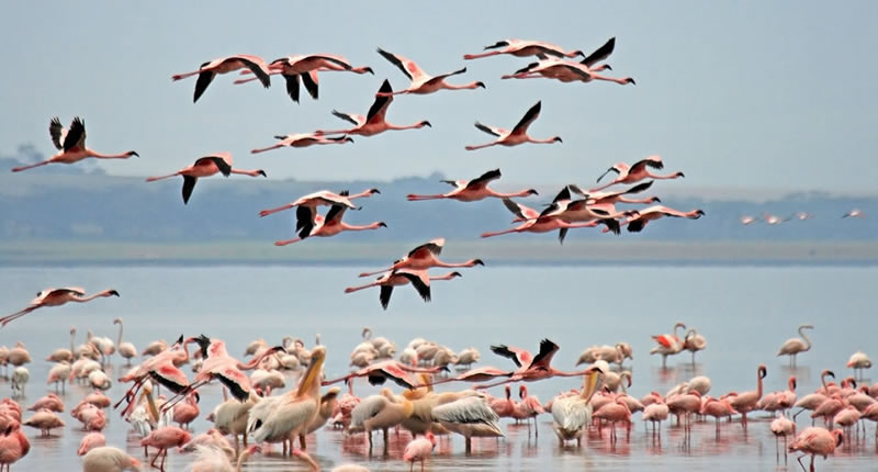 3 Days 2 Nights Lake Nakuru National Park and Naivasha