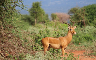 2 Days Tsavo East, Tsavo West National Park Safari – Kenya Safari