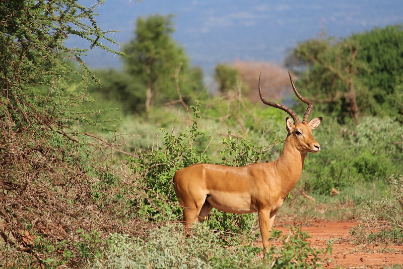 2 Day Tsavo Safari