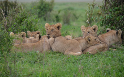 16 Days 15 Nights  Kenya Safari Tour combines with Beach stay