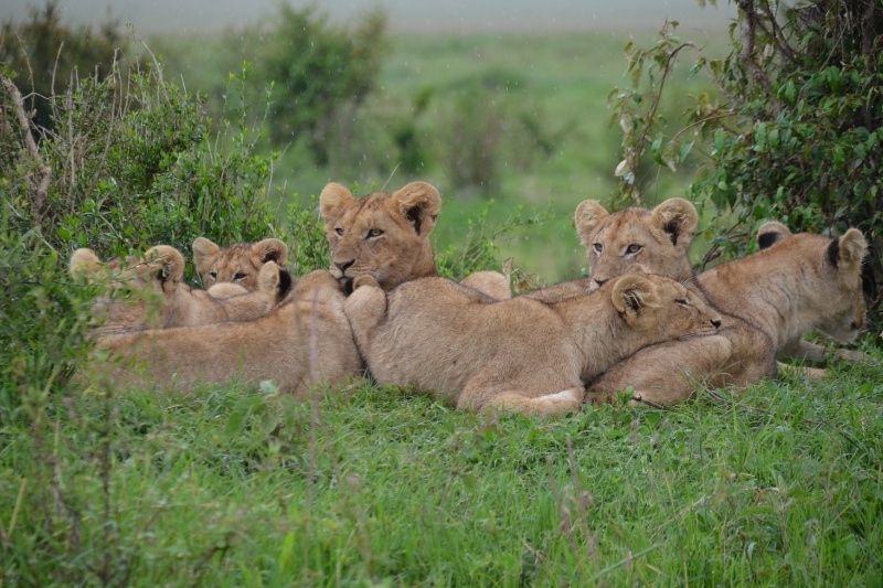 Kenya Safari and Beach