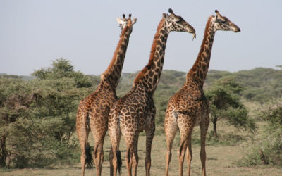 3 Days Samburu Safari – Kenya Safari Package