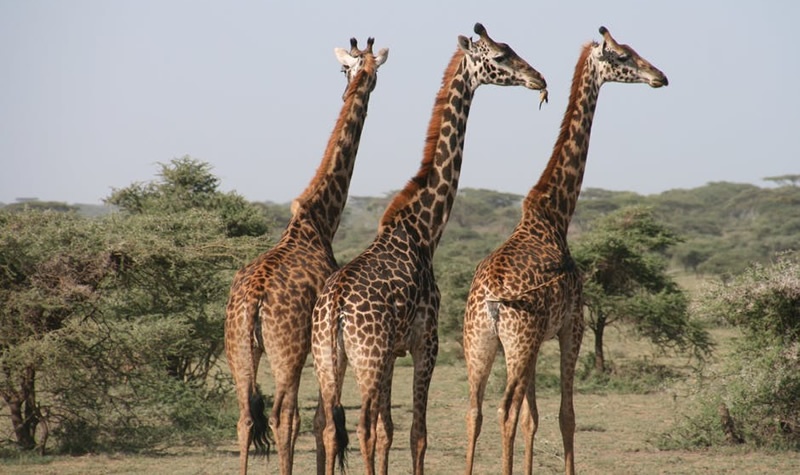 3 Days Samburu Safari – Kenya Safari Package