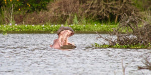 Lake Naivasha Safari