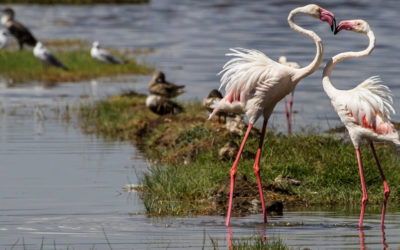 Day Trip – Lake Nakuru National Park-Kenya Safari Packages