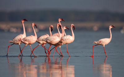 2 Days Lake Nakuru Safari Package – Kenya Safaris