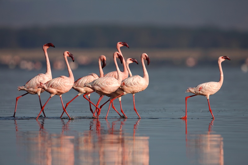 2 Days Lake Nakuru Safari Package – Kenya Safaris