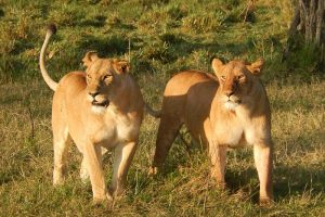 4 Day Kenya Luxury Safari