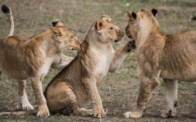 3 Days 2 Nights Maasai Mara – Masai mara safari package