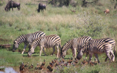 8 Days 7 Nights – Kenya Safari