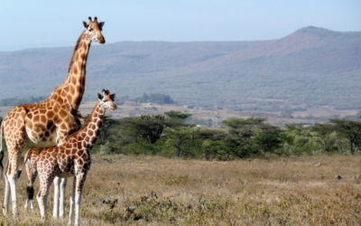 7 Days Kenya Luxury Safari