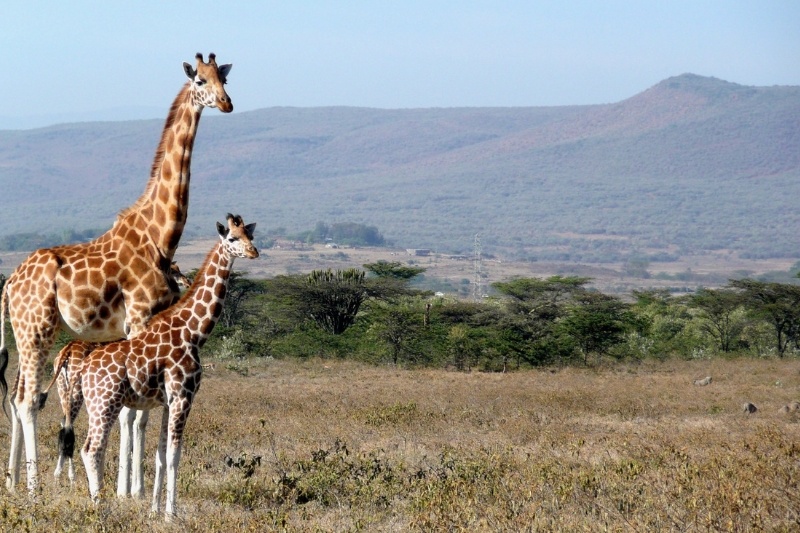 7 Days Kenya Luxury Safari