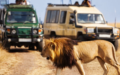 7 Day Kenya Luxury Safari