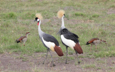 6 Days Mount Kenya, Aberdare – Lake Bogoria – Lake Baringo – Lake Nakuru – Masai Mara safari