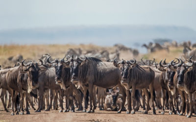 4 Days 3 Nights Maasai Mara – Masai Mara safari package