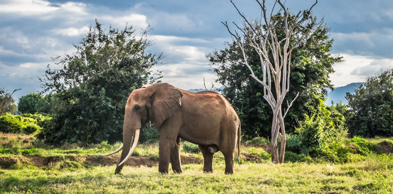 2 Days Amboseli National Park- Amboseli Safari Package-Kenya