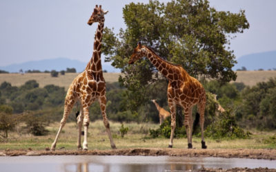 7 Days Kenya Luxury Safari