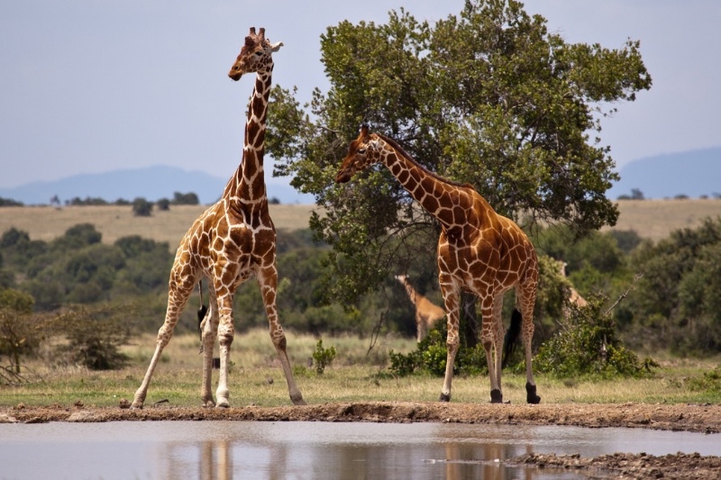 Samburu Safari