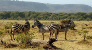 15 Days Kenya & Tanzania Luxury Safaris