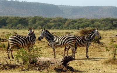 15 Days 14 Nights of Kenya & Tanzania Safari by Road & Flight Combo