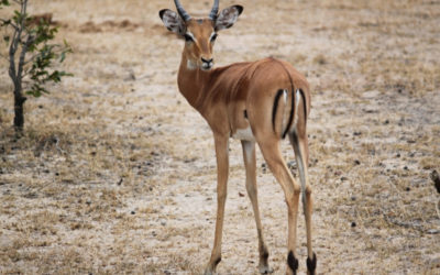 4 Days 3 Nights: Serengeti Fly-in Safari