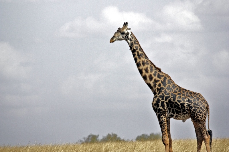 8 Days 7 Nights: Kenya & Tanzania Safari