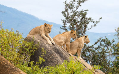 11 Days/10 Nights – Kenya Safari