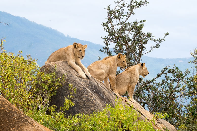 5 Days 4 Nights – Ngutuni Taita Saltlick Tsavo West Amboseli